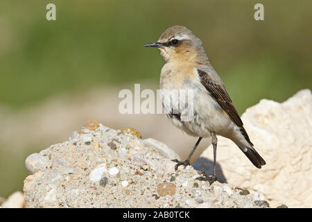 Steinschmätzer Culbianco Culbianco Oenanthe oenanthe Traquet motteux Collalba Gris Foto Stock