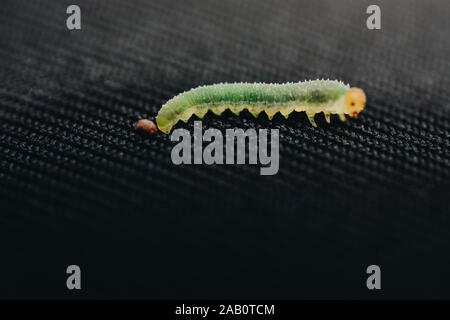 Worm verde bruchi isolare gli animali sul tessuto nero lo sfondo Foto Stock