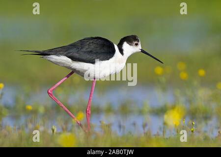 Stelzenläufer Black-winged Stilt Himantopus himantopus Échasse blanche Cigüeñuela Común Foto Stock