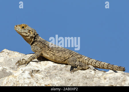 Hardun Laudakia stellio Stellion Star Lizard Hardim Foto Stock