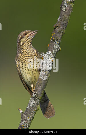 Northern Wendehals spasmodico spasmodico Eurasian spasmodico Jynx torquilla Torcol fourmilier Torcecuello Foto Stock