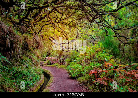 Foresta Laurel sull' isola di Madeira è il più grande del mondo. Si tratta di una fiaba fantasy world in Portogallo. Essa è la natura dello sfondo. Foto Stock