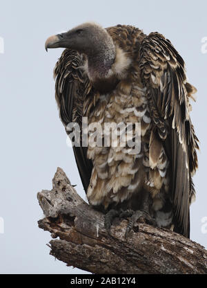 La Ruppell vulture o Ruppell il grifone (Gyps rueppelli) appollaiate su un albero morto. Parco Nazionale di Tarangire e, Tanzania. Foto Stock