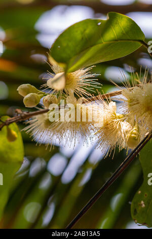 In Cai Be, Mekong Deltal, Vietnam - Marzo 13, 2019: primo piano del fiore di giallo dei fiori di rosa mela sul ramo con grandi foglie verdi. Luce nebuloso patch Foto Stock