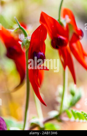 Sturt Desert Pea, più noto formalmente come Swainsona formosa. Foto Stock