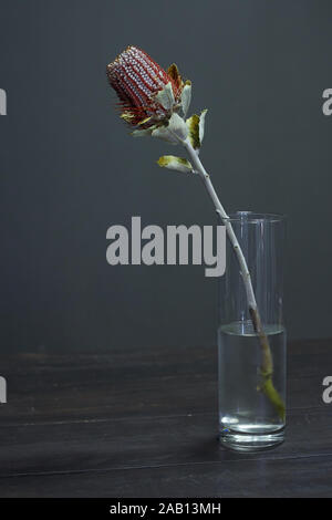 Primo piano della Banksia flower anche sapere come il caprifoglio australiano su sfondo scuro Foto Stock