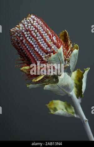 Primo piano della Banksia flower anche sapere come il caprifoglio australiano su sfondo scuro Foto Stock