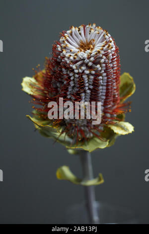 Primo piano della Banksia flower anche sapere come il caprifoglio australiano su sfondo scuro Foto Stock