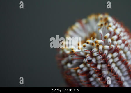 Primo piano della Banksia flower anche sapere come il caprifoglio australiano su sfondo scuro Foto Stock