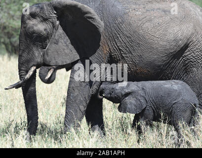 Un giovane elefante africano (Loxodonta africana), coperto di fango bagnato da un recente sguazzi, prende il latte dalla sua madre. Parco Nazionale di Tarangire e, Tanzania Foto Stock