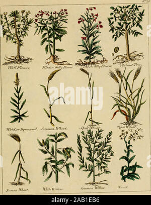 "Culpepper il medico inglese ; e a base di erbe completa" (1789) Foto Stock