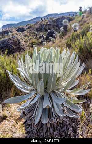 Espeletia Frailejones Del Paramo de Oceta Mongui Boyaca in Colombia Sud America Foto Stock