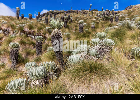 Espeletia Frailejones Del Paramo de Oceta Mongui Boyaca in Colombia Sud America Foto Stock