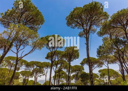 Foresta di conifere di Jezzine nel sud del Libano medio oriente Foto Stock