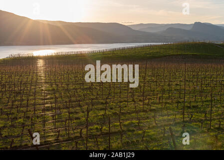 Filari di viti nel vigneto e l'erba verde al tramonto con vista del Lago Okanagan e tramonto in primavera Foto Stock