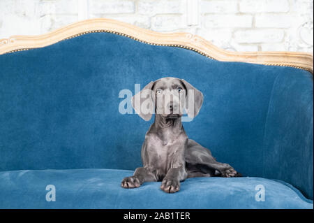 Il lusso chic cane cucciolo Weimaraner ritratto in un lussuoso interno Foto Stock