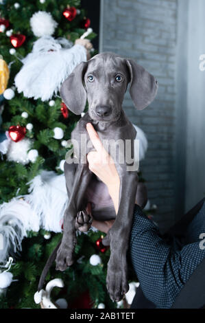 Il cane è come un nuovo anno di presente. Cute cane cucciolo Weimaraner prima l'albero di Natale come un dono Foto Stock