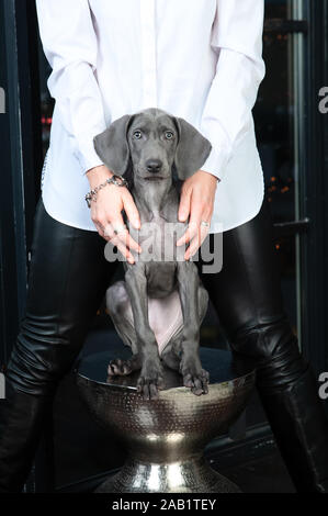 Weimaraner cucciolo siede come una statuetta, un ritratto di un cane, la hostess protegge il cucciolo. Il concetto di protezione e di amore di cani Foto Stock
