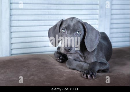 Molto bello cane, blu razza Weimaraner, cucciolo, lusso chic cane Foto Stock