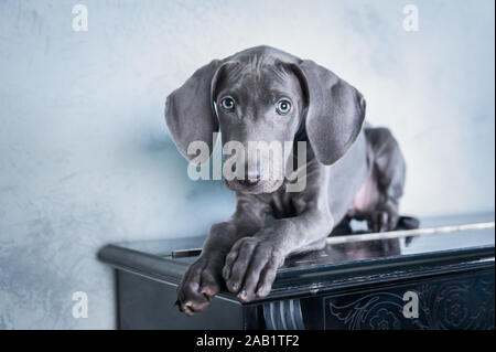 Molto bello cane, blu razza Weimaraner, cucciolo sul pianoforte , lusso chic cane Foto Stock