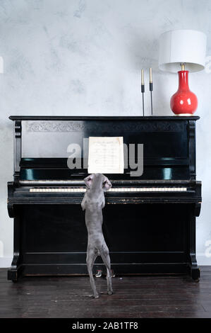 Cute cane cucciolo Weimaraner, suona il pianoforte, funny foto, addestramento del cane concetto Foto Stock