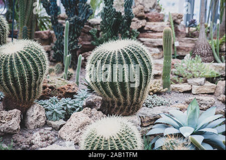 Enorme sferica cactus nel giardino botanico, serra Foto Stock