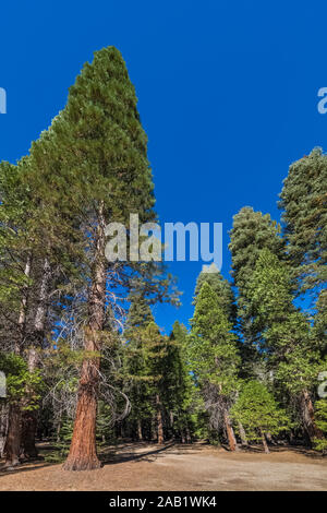 Sequoia gigante, Sequoiadendron gigantea, piantato nel Cedar Grove area lungo il Fiume dei Re nel Kings Canyon National Park, California, Stati Uniti d'America Foto Stock