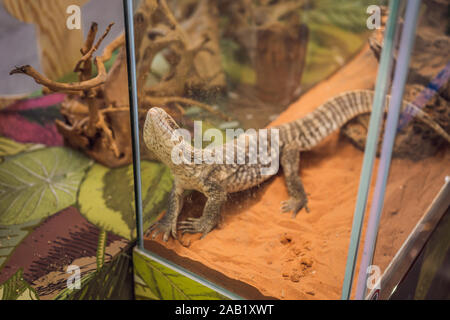 Grande iguana lucertola nel terrarium - sfondo animale Foto Stock