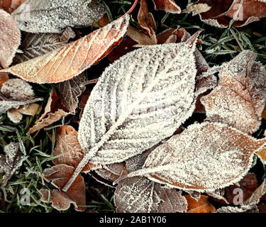 Congelate le foglie in autunno e inverno su un gelido sfondo Foto Stock