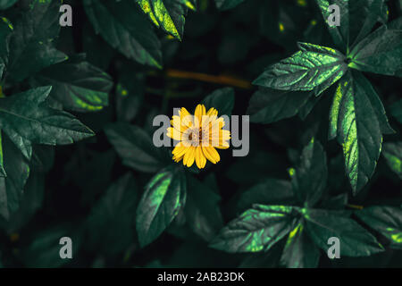 Fiore giallo nel giardino. Foto Stock