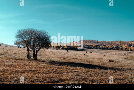 Prati e bosco di betulle, la Mongolia Interna, Cina. Foto Stock