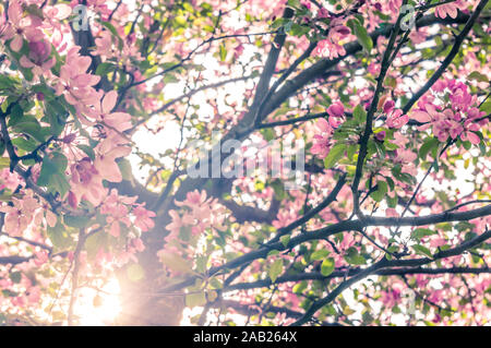 Rosa in fiore del melo in primavera con il sole che splende attraverso filiali Foto Stock