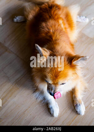 Vista aerea del marrone rossastro razza cane di Pomerania e stock di Chihuahua che giace piatto su ventre e leccare il suo naso. Foto Stock