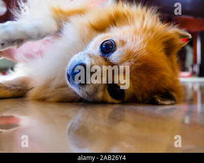 Carino marrone rossastro razza cane di Pomerania e Chihuahua stock sorridente e guardando la telecamera con una curiosa espressione Foto Stock