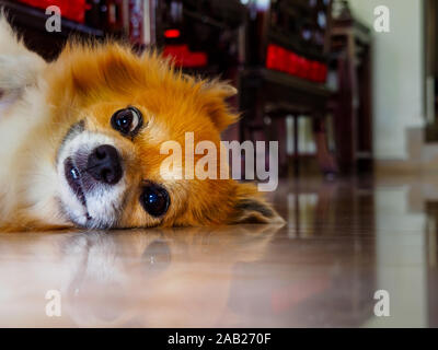 Carino marrone rossastro razza cane di Pomerania e Chihuahua stock sorridente e guardando la telecamera con un pippo / comico / sorpreso expressi Foto Stock