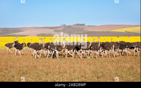 Gregge di struzzi lungo la Garden Route con giallo campi di colza in background, Sud Africa Foto Stock