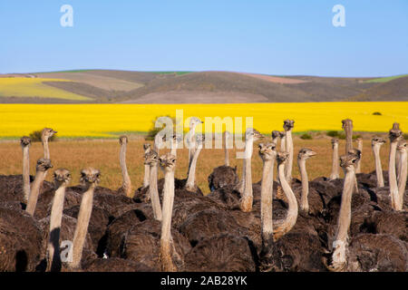 Gruppo di struzzi lungo la Garden Route con giallo campi di colza in background, Sud Africa Foto Stock