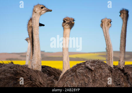 Chiusura del gregge di struzzo lungo la Garden Route con giallo campi di colza in background, Sud Africa Foto Stock