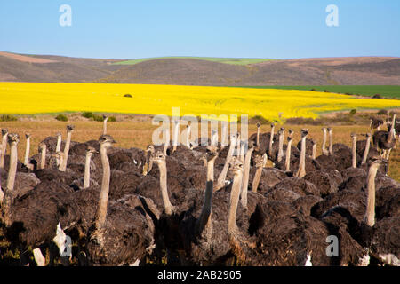 Gruppo di struzzi lungo la Garden Route con giallo campi di colza in background, Sud Africa Foto Stock