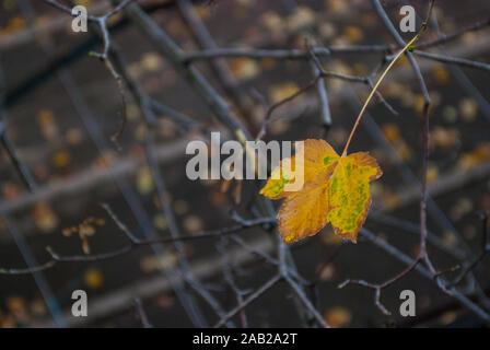 Un singolo ingiallito maple leaf su un ramo di albero in mezzo alle foglie cadute. Foto Stock