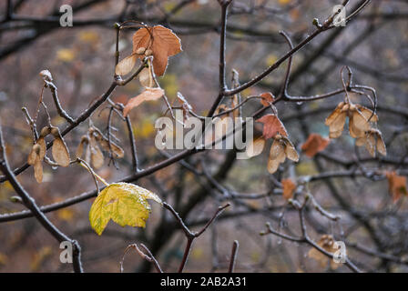 Autunno paesaggio di rara e ingiallito foglie di acero ricoperta di brina. Foto Stock
