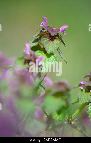 Lamium purpureum,Rote Taubnessel,Red Dead ortica,Viola Arcangelo Foto Stock