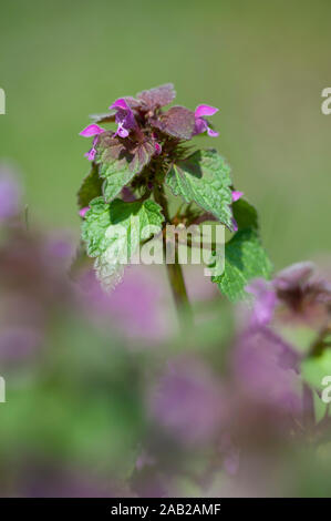 Lamium purpureum,Rote Taubnessel,Red Dead ortica,Viola Arcangelo Foto Stock