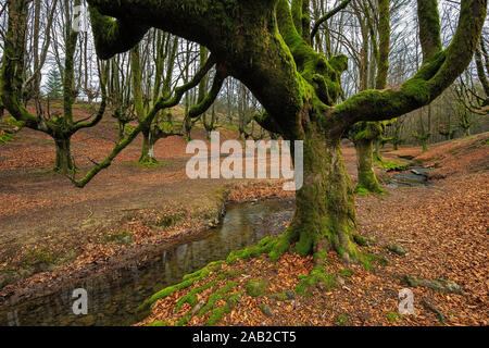 Otzarreta del bosco di faggio. Gorbea Parco Naturale. Bizkaia. Spagna. Foto Stock