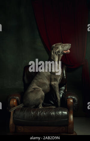 Studio shot di weimaraner cane come un aristocratico medievale. Fiducioso e orgoglioso pet sulla poltrona come il principe o re nel suo regno. Come un ritratto familiare. Concetto di confronto delle epoche, animali domestici amore. Foto Stock