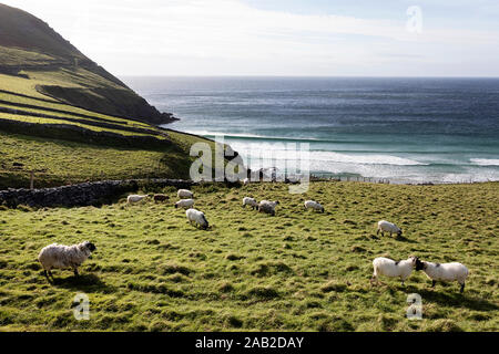 Pecore al pascolo su terreni adibiti a pascolo al di sopra del mare a Slea Head Drive con la ruvida costa atlantica, la penisola di Dingle, Irlanda Foto Stock