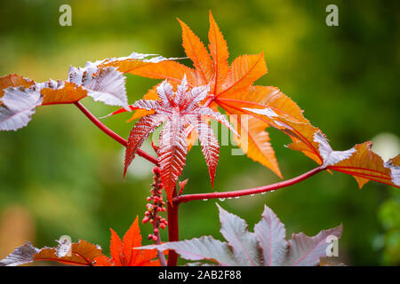 Rosso giapponese acero le foglie in autunno park Foto Stock