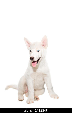 Cucciolo di razza la Huskies isolati su sfondo bianco Foto Stock