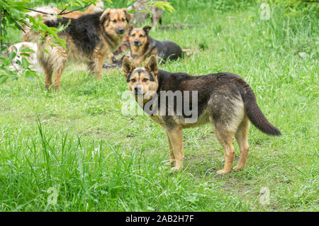 Leader del pacco randagi cani seriamente guardando avvertimento che sarebbe il comando attacco qualsiasi straniero Foto Stock