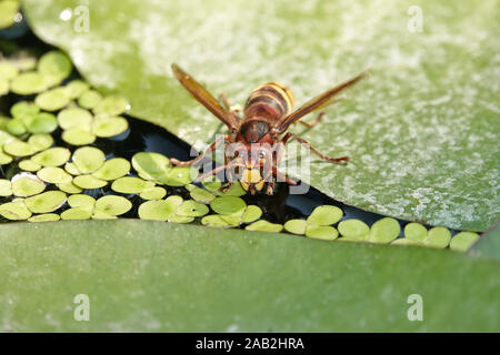 Unione hornet (Vespa crabro) acqua potabile Foto Stock